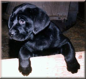 Teddy  --  Art McDonald