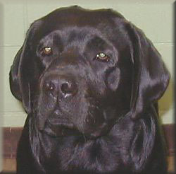 Teddy@2 Art McDonald